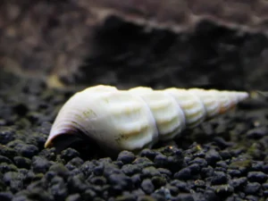 Lumaca Brotia Herculea WHITE Snail 5-6 cm