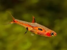 Rasbora Merah - Boraras Merah - Phoenix rasbora 1,5 cm - Nanofish
