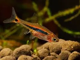 Rasbora urophthalmoides - Boraras urophthalmoides - Least rasbora 1-1,5 cm - Nanofish