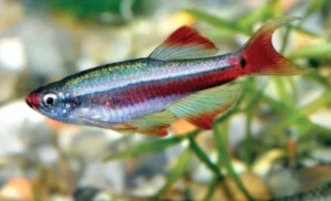 Tanichthys albonubes original 2 cm - pesce da branco resistente alle basse temperature - Tanictis