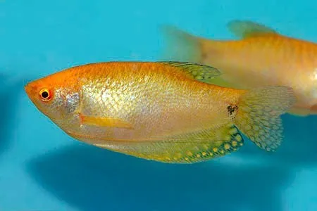 Trichogaster trichopterus Golden, Gurami gold 4-6 cm