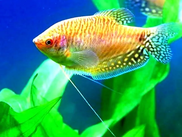 Trichogaster trichopterus Golden, Gurami gold 4-6 cm