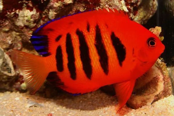 Centropyge Loriculus - Pesce angelo pigmeo fiammeggiante taglia XL