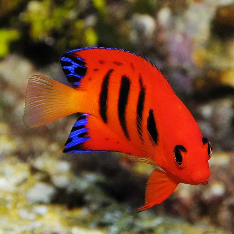 Centropyge Loriculus - Pesce angelo pigmeo fiammeggiante taglia XL