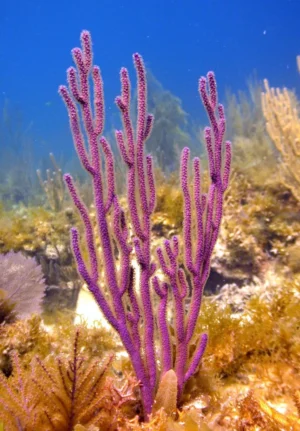 Gorgonia Sea Fan Branch - Corallo molle facile - frag