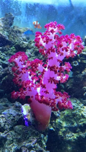 Scleronephthya sp. Cauliflowers Tree Pink - Corallo molle facile - frag