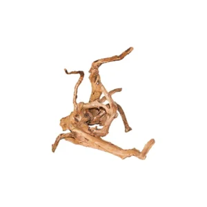 Legno Azalea piccolo 15-22 cm, radice ornamentale
