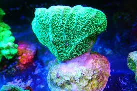 Pavona Decussata green - Coralo duro SPS verde - frag 3-6 cm
