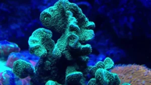 Pavona Decussata green - Coralo duro SPS verde - frag 3-6 cm