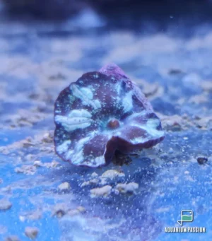 Discosoma coeruleostriatus Mushroom - verde/bianco - Corallo molle facile - 1 disco su frag