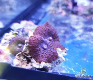 Discosoma punctatus purple - FOTO REALI - Corallo molle facile - 1 disco su frag