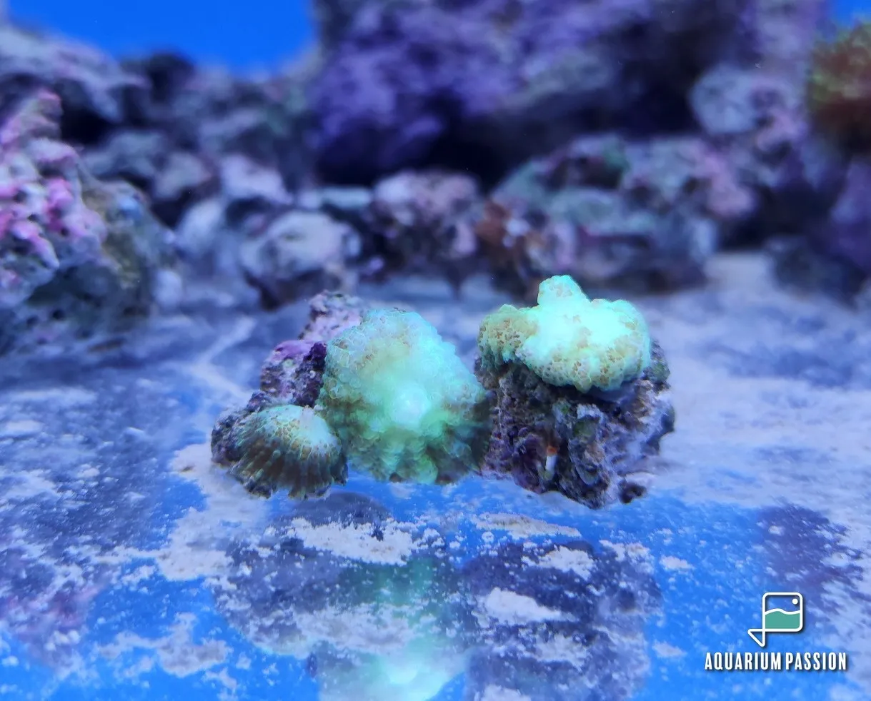 Rhodactis Light Green Mushroom - verde chiaro - Corallo molle facile - 1 disco su frag