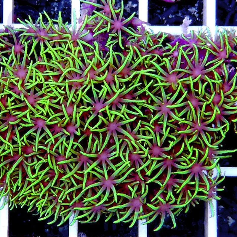 Pachyclavularia violacea - Corallo molle facile - frag di 5-6 cm