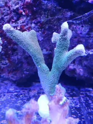 Montipora Digitata Blue - Coralo duro SPS- frag 4-5 cm