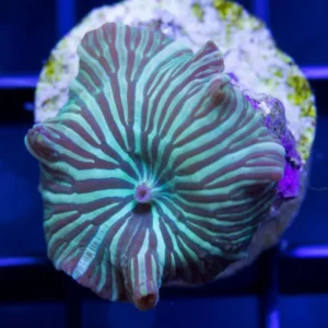 Discosoma Watermelon Mushroom - green - Corallo molle facile - 1 disco su frag