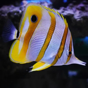 Chelmon Rostratus - Pesce Farfalla - Pesce pinzetta - taglia XL
