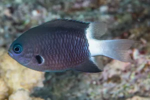 Chromis Margaritifer - Damigella Bicolor - pesce pacifico da branco