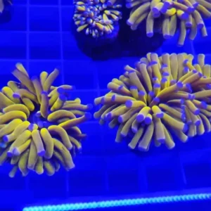 Euphyllia Glabrescens Golden Torch - FOTO REALI - 1 calice - Corallo duro LPS facile