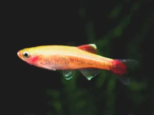 Tanichthys albonubes gold 2 cm - pesce da branco resistente alle basse temperature - Tanictis