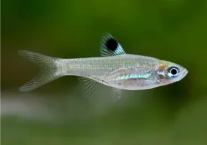 Rasbora Dorsiocellata - Brevibora Macrophthalma - Eyespot Rasbora 1-1,5 cm - Nanofish