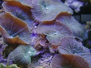 Discosoma sp Green - Bordeaux - Corallo molle facile - 1 disco su frag