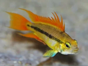 Apistogramma cacatuoides orange 4-5 cm - ciclidi nani
