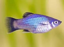 Platy Blue Neon/Blue neon Wagtail, xiphophorus maculatus 3 cm