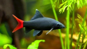 Labeo Bicolor - Squaletto codarossa - 5-6 cm - Epalzeorhynchos bicolor