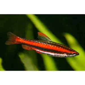 Nannostomus Beckfordi Red  2-3 cm - Pesce matita dorato rosso - Pencilfish
