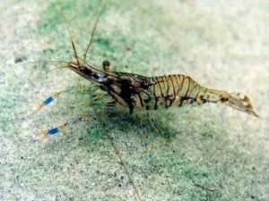 Palaemon Elegans - Gamberetto Detritivoro per acquario marino e reef
