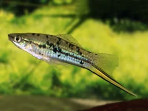 Portaspada Calico mix, xiphophorus helleri green calico 3-5 cm