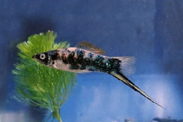 Portaspada Calico mix, xiphophorus helleri green calico 3-5 cm