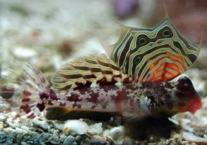 Synchiropus Ocellatus - Pesce mandarino Dragonet - mangia planarie - Neosynchiropus ocellatus