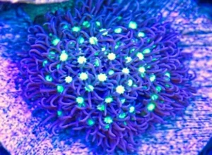 Pachyclavularia violacea center green neon polipi viola premium - Corallo molle facile - frag di 5 cm