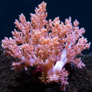Dendronephthya sp. Cauliflowers Branch XL 10-15 cm - Tree Pink - Corallo molle facile