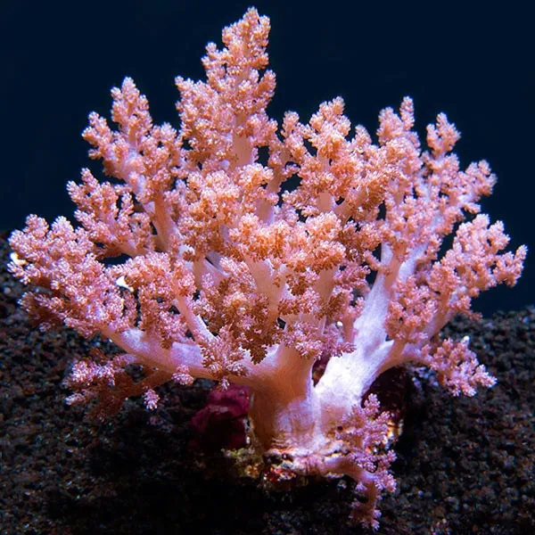 Dendronephthya sp. Cauliflowers Branch XL 10-15 cm - Tree Pink - Corallo molle facile