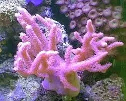 Sinularia Polydactyla hard finger hand pink 8-12 cm - Corallo molle facile