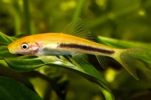 Gyrinocheilus aymonieri bicolor black-gold 4-5 cm - Pesce pulitore mangia-alghe nere