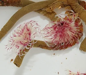 Spirografo Sabellastarte sp. red-white - rosso e bianco