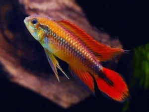 Apistogramma Agassizii double red 3-5 cm - Ciclidi nani