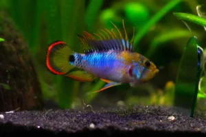 Apistogramma Baenschi - Inca 3-5 cm - Ciclidi nani