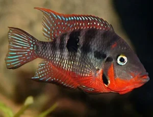 Cichlasoma Meeki 3-6 cm - Ciclide dalla bocca di fuoco - Ciclidi Americani