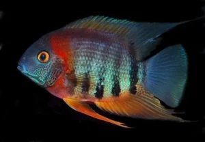 Heros Severum Rotkeil 3-6 cm - Cichlasoma severum - Ciclidi Americani