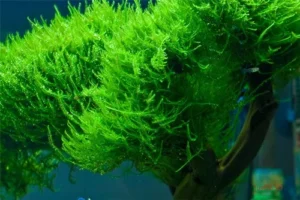MUSCHIO Vesicularia Reticulata - Erect Moss 6x6 cm
