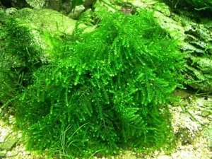 MUSCHIO Vesicularia sp. Anchor Moss 6x6 cm