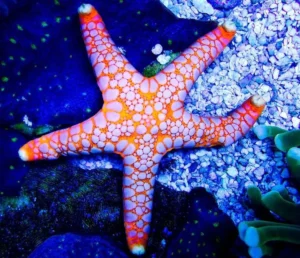 Fromia elegans blocked starfish 8 cm - Stella marina