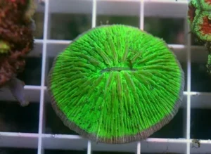 Fungia Shocking Green Australia - Corallo duro LPS facile
