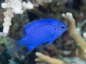 Chrysiptera Springeri - Damigella azzurro zaffiro