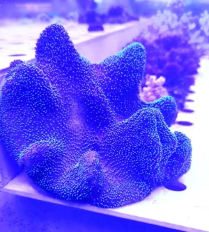 Sarcophyton Green Fluo XXL - 30 cm circa - FOTO REALI - Corallo molle facile