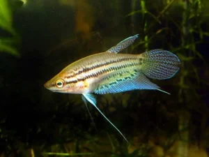 Trichopsis Vittata - Croaking Gourami Vittatus 2 - 3 cm - Nanofish